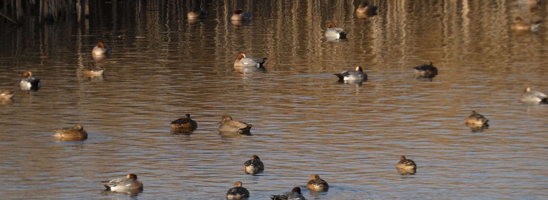 smienten Foto EB.JPG