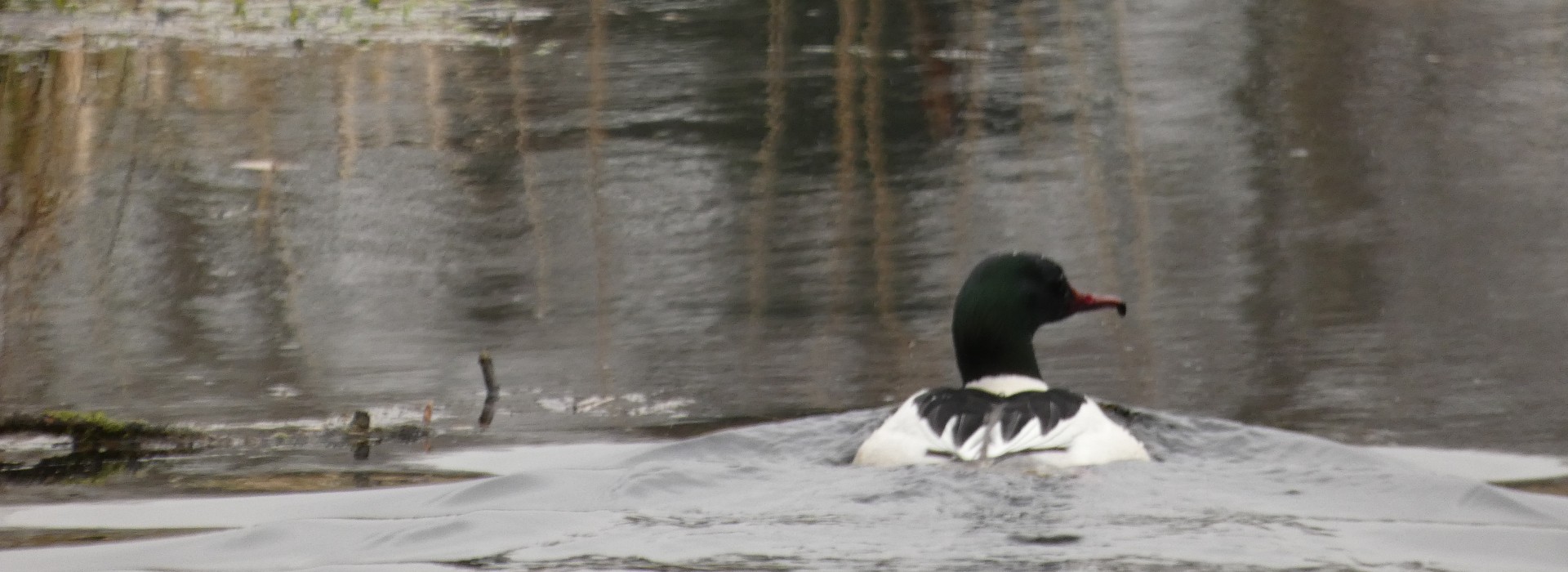 grote zaagbek foto eb .jpeg