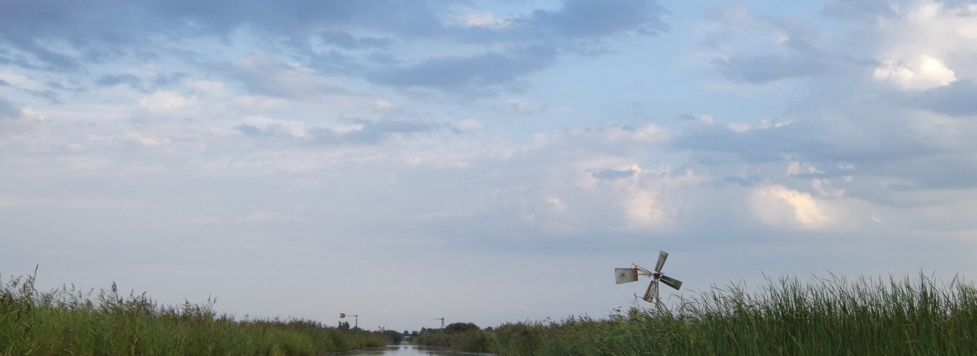 puntertocht  foto EB.JPG