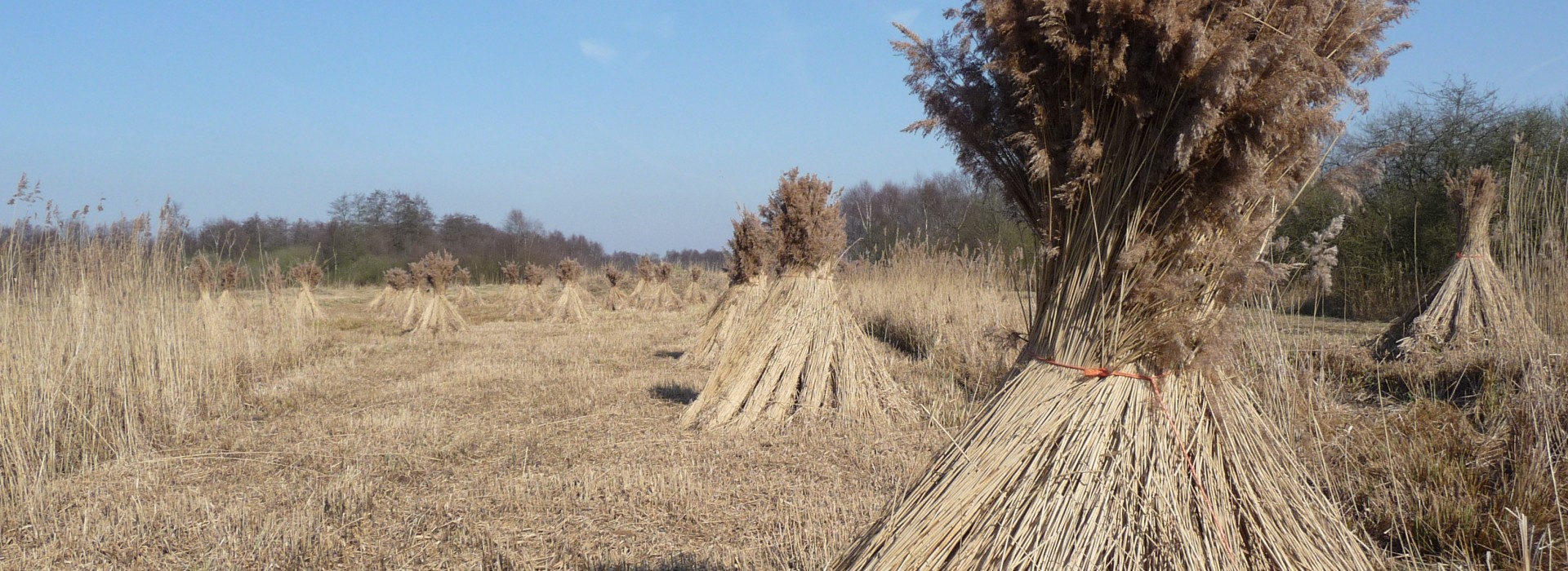 rietschoven woldlakebos Foto EB.JPG