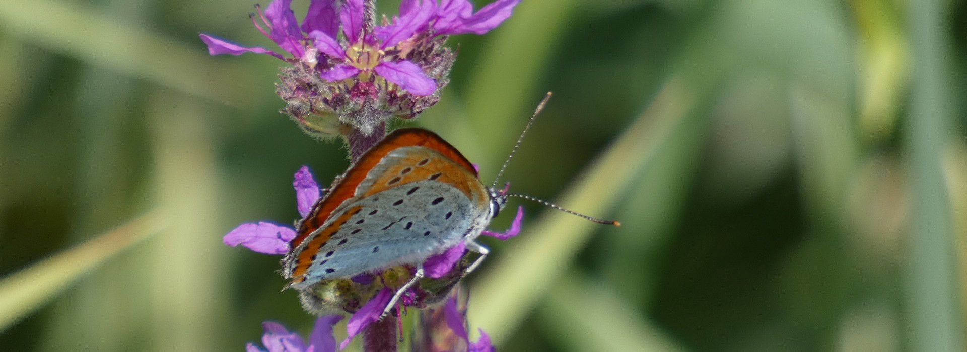 grote vuurvlinder foto EB .JPG