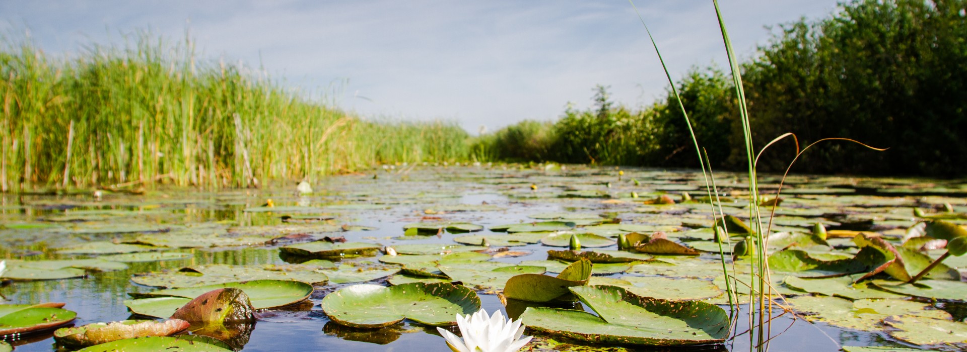Weerribben-Wieden 2020 ©MarketingOost Nationaal Park en veenhart (1).jpg