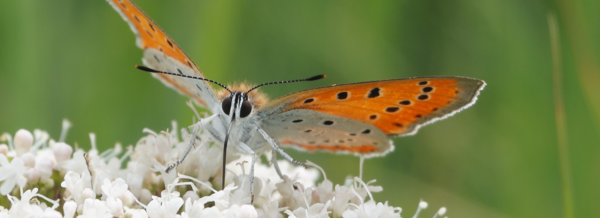 Grote Vuurvlinder copyright Egbert Beens.jpg